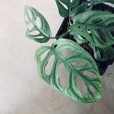 Pin On Plants