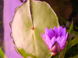 Image result for Nymphaea heudelotii