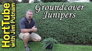 We did not find results for: All About Groundcover Junipers Erosion Control Planting On A Slope Youtube