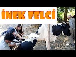 Stajerlerimizle Inek Dogum Felci Tedavisine Gittik Hayvancilik Besicilik Ciftci Hipokalsemi Youtube 2020 Doga Veterinerler Youtube