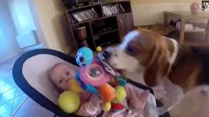 Viral Video Guilty Dog Apologizes Baby For Stealing Her Toy