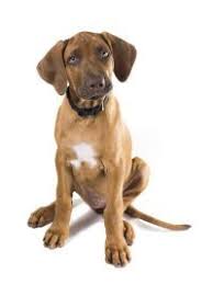 Image result for bavorský barvář