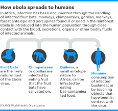 Check spelling or type a new query. Woman Spread Ebola Virus One Year After Infection Doctors Say