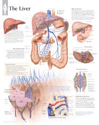 Liver diagram illustrations & vectors. The Liver Scientific Publishing