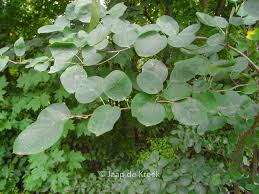 Image result for Amelanchier ovalis