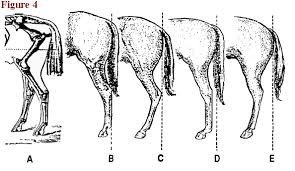 Body Parts Of The Horse