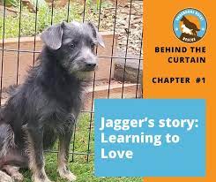 Outreach locations across the metro area also. Underdogs Rock Rescue Portland Oregon Dog Rescue