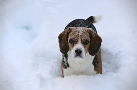 Fun in the snow : r/beagle