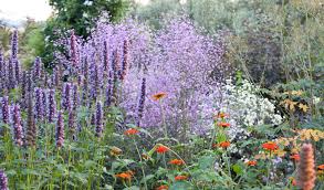 Image result for Thalictrum