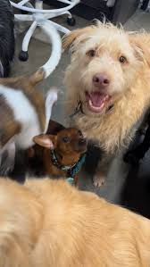 Playful Pups Love a Day of Fun and Cuddles at Home