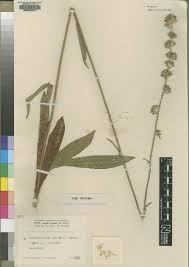 Image result for Senecio strictifolius