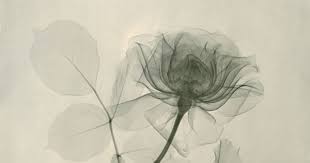 X Ray Image Of A Rose Below That Was Created By Dain Tasker In 1936 Tasker Was The Chief Radiologist At Wilsh Colorful Drawings Xray Flower Abstract Artists