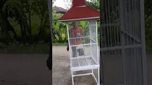 584.848 views2 years ago candra istyawan. Sangkar Burung Dari Besi Holo Youtube