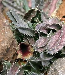 Image result for Huernia levyi