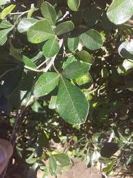 Image result for Searsia acuminatissima