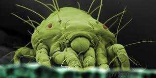 Image result for spotted spider mite