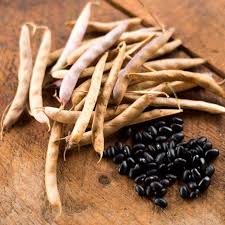 We did not find results for: Black Turtle Bush Dried Bean 100 Days