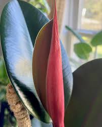 Image result for ficus elastica flower