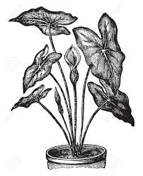 Quality customer service · premium wholesale flowers Caladium Is Flowering Plant Leaves Are Heart Shaped With Color Combinations Of Red Pink Rose White Chartreuse And Green Vintage Line Drawing Or Engraving Illustration Royalty Free Cliparts Vectors And Stock Illustration Image