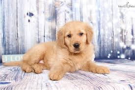 Cora Golden Retriever Puppy For Sale Near Ft Myers Sw Florida Florida Da15e6be 1291