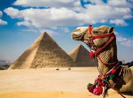 Affordable and search from millions of royalty free images, photos and vectors. Camel Ride Trip At The Open Desert Of Giza Pyramids From Cairo 2021 Happytovisit Com