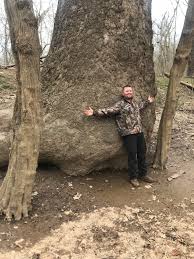 The sycamore can grow to be 35 m in height, 200 cm in diameter, and live to be 250 years old the largest american sycamore tree in ontario is located in alvinston and has a diameter at breast height. Me With The Largest Tree In The State Of Maryland Usa American Sycamore Platanus Occidentalis Marijuanaenthusiasts