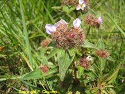 Image result for Antherotoma phaeotricha