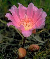 After founding the montana floral emblem society in 1894, she arranged for a statewide vote to show popular opinion. Bitterroot Montana State Flower Lewisia Wildwood Flower Beautiful Flowers Flowers Nature