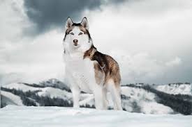 Because the alaskan husky is more a general category than a strict breed, it comes in any color and any pattern of markings. Alaskan Husky Vs Siberian Husky Use This Breed Guide