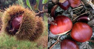 Die anwendung von fieberthermometern im ohr ist oft ungenau und wird auch. Esskastanien Maronen Ratgeber Tipps Fur Zubereitung Ousuca