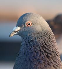 Fichier:Pigeon portrait 4861.jpg — Wikipédia