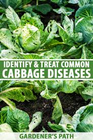 Northeast pepper integrated pest management (ipm) manual. Identify Prevent And Treat Common Cabbage Diseases Gardener S Path