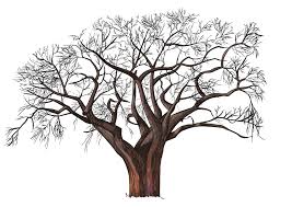 Comment Dessiner Un Arbre Comment Dessiner Un Arbre Dessin Arbre Comment Dessiner