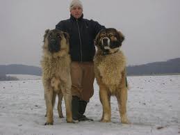 Caucasian Ovcharka Russian Mountain Dogs The One On The Left In This Repinned Picture Looks Like My Yogi S Mama Kopek Turleri Kangal Kopegi Kopek