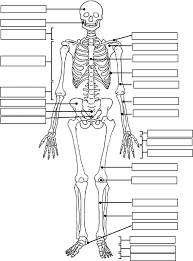 Label The Skeleton Anatomy And Physiology Anatomy Coloring Book Human Anatomy And Physiology