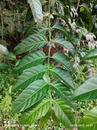 Image result for Rytigynia bridsoniae