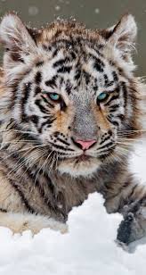 L'image tigre à colorier est hébergé sur une banque d'images comportant présentement : Epingle Par Diane Mckenna Sur Lions Tigers And Bears Oh My En 2020 Animaux Felin
