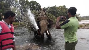 Maybe you would like to learn more about one of these? Cute Amazing Elephants Spraying Water On Almond Youtube