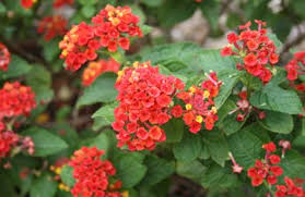 Add soil mix to your garden soil to make it richer. Lantana Central Texas Gardener