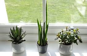 Understanding Light Requirements For Indoor Plants Smart Garden Guide