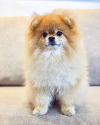 Pommerscher Boo Rasierter Hund Clara Susse Hunde Boo Hund Hunde