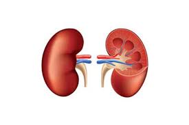 The Process Of Replacement Of Diseased Kidney With The Healthy Kidney Extracted From The Donor Is Known As Kidney Treatment Kidney Transplant Kidney Failure