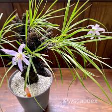 Image result for Xerophyta retinervis