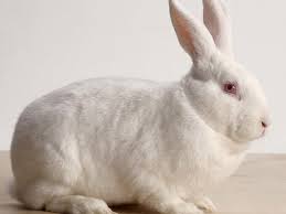 In fact, a breeder showing his new white version in 1900 was greatly criticized for how apparently different the two rabbits were! Bunny Breed Guide New Zealand White Rabbit Pethelpful