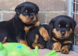 Find your new companion at nextdaypets.com. Rottweiler Pups Rottweiler Puppies For Sale Puppies Rottweiler Puppies