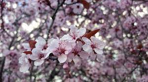 Exquisite white or pink blooms seem to perch on layers of branches in midspring. Spring In Bloom Flowering Trees Around Palo Alto Canopy Canopy