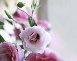 Image result for eustoma maurine