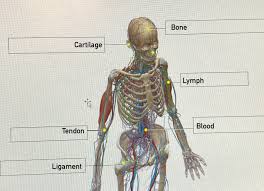 We did not find results for: Solved Omments Header Text Symbols Module 4 6 Connective Tissue Word Bank Label The Below Diagram Using The 4 6 Module Under The Visible Body Tiss Course Hero