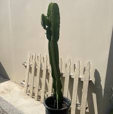 Image result for Euphorbia ingens