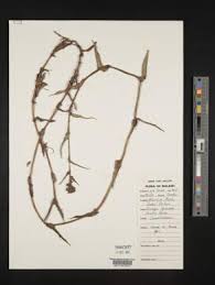 Image result for Floscopa glomerata